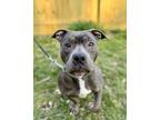 Adopt Blueberry a Pit Bull Terrier