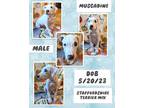 Adopt Muscadine a White American Staffordshire Terrier / Mixed dog in Caldwell