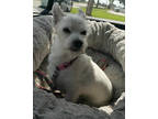 Adopt Daisy a White Terrier (Unknown Type, Small) / Mixed dog in New Orleans