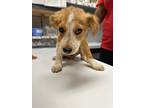 Adopt Malcolm a Mixed Breed (Medium) / Mixed dog in Jonesboro, AR (38656645)