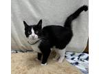 Adopt Caroline a Domestic Short Hair, Extra-Toes Cat / Hemingway Polydactyl