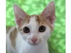 Adopt Macaroni a Orange or Red (Mostly) Domestic Shorthair (short coat) cat in
