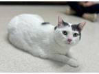 Adopt Sweetie a Domestic Short Hair