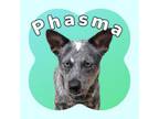 Adopt Phasma a Mixed Breed