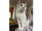 Adopt Powder a Domestic Shorthair / Mixed (short coat) cat in Bloomington