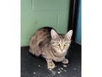 Adopt Aelara a Domestic Shorthair / Mixed (short coat) cat in Bloomington