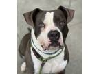 Adopt Garret a Gray/Blue/Silver/Salt & Pepper Mixed Breed (Large) / Mixed dog in