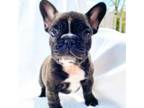 French Bulldog Puppy for sale in Edgewater, MD, USA
