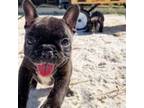 French Bulldog Puppy for sale in Edgewater, MD, USA