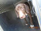 Rosie, Labrador Retriever For Adoption In Shreveport, Louisiana