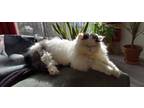 Ticha, Domestic Longhair For Adoption In Montreal, Quebec