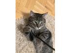 Malibu, Domestic Shorthair For Adoption In Montreal, Quebec