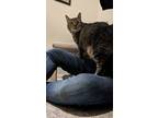 Shepards Pie, Domestic Shorthair For Adoption In Baltimore, Maryland