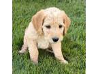 Labradoodle Puppy for sale in Othello, WA, USA