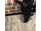 Poodle (Toy) Puppy for sale in Laurel, MS, USA