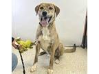 Stitch, Labrador Retriever For Adoption In Davis, California