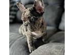 French Bulldog Puppy for sale in Rhinelander, WI, USA