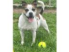 Busy Bee, Boston Terrier For Adoption In Martinez, Tennessee