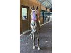 Twizzler, Quarterhorse For Adoption In Houston, Texas