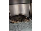 Sweetheart, Domestic Shorthair For Adoption In Taylor, Michigan