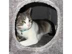 Luna H, Domestic Shorthair For Adoption In Santa Fe, New Mexico