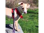 Adopt Abigail a Mixed Breed