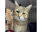 Bernette, Domestic Shorthair For Adoption In Santa Fe, New Mexico