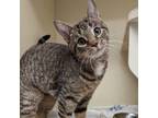 Adopt Munchkin a Domestic Short Hair