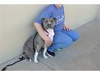 Daisy, American Staffordshire Terrier For Adoption In Mckinney, Texas