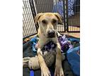 Nugget Dean, Labrador Retriever For Adoption In Warwick, Rhode Island