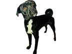 Bow (boo Boo), Boston Terrier For Adoption In Wintersville, Ohio