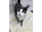 Amelia, Domestic Shorthair For Adoption In Greater Napanee, Ontario