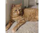 Mac, Domestic Shorthair For Adoption In Howell, Michigan