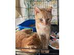 Jackson, Domestic Shorthair For Adoption In Howell, Michigan