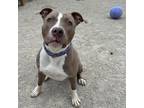 Butter Bean, American Pit Bull Terrier For Adoption In Wheaton, Illinois