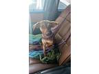 Taffeta, Dachshund For Adoption In Humble, Texas