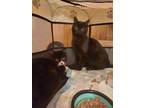 Adopt Dahlia a Domestic Short Hair