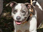 Adopt HUMBLE a Gray/Silver/Salt & Pepper - with White American Pit Bull Terrier