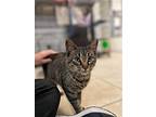 Perry, Domestic Shorthair For Adoption In Duquoin, Illinois