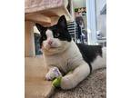 Phasma, Domestic Shorthair For Adoption In Cincinnati, Ohio