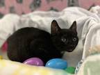 Onyx, Domestic Shorthair For Adoption In New York, New York