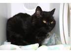 Adopt Mavis a Domestic Short Hair