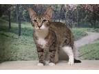 Adopt Ms. Whiskers fka 35 a Domestic Short Hair