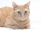 Adopt ADELE a Orange or Red Tabby Domestic Shorthair / Mixed (short coat) cat in