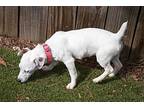 London, Jack Russell Terrier For Adoption In Kennesaw, Georgia