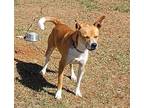 240435 Buddy, Terrier (unknown Type, Medium) For Adoption In Wetumpka, Alabama