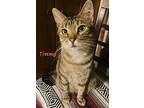 Timmy, Domestic Shorthair For Adoption In Haltom City, Texas