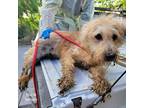 Luuna, Wheaten Terrier For Adoption In White Plains, New York