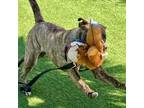 Hershey, American Pit Bull Terrier For Adoption In San Francisco, California