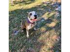Dolly, Terrier (unknown Type, Medium) For Adoption In Umatilla, Florida
